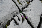 Sheshymore Limestone with classic kharstified exposures of the disolving fracture margins, Grikes, of tabular blocks of limestone pavement, Clints. Widened driven by post glacial disolution (McNamara, & Hennessy, 2010). Variscan folding initiated the fractures (Coller, 1984).